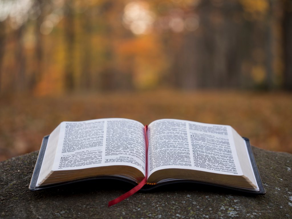 A new Bible just waiting to be read with a new believer's bible study, sits on top on a stone in the woods. A new Bible just waiting to be read with a new believer's bible study, sits on top on a stone in the woods.