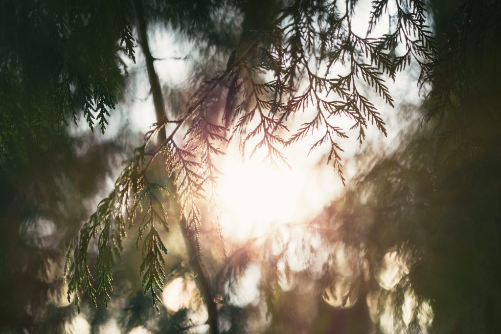 Soft sunlight is seen through the branches of a tree or fern. Lament is defined by author Aubrey Sampson. Soft sunlight is seen through the branches of a tree or fern. Lament is defined by author Aubrey Sampson.
